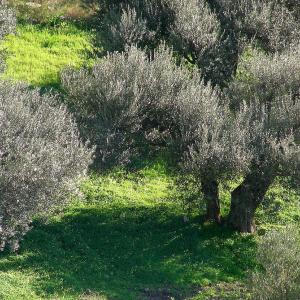 Italy. Calabria. Countryside