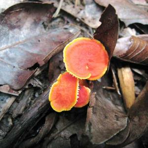 Mushrooms of the Serra Azul.