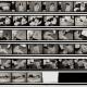 Contact Sheet II