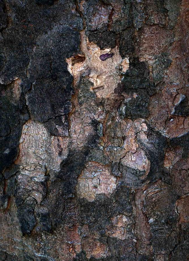 Dryads - tree spirits.