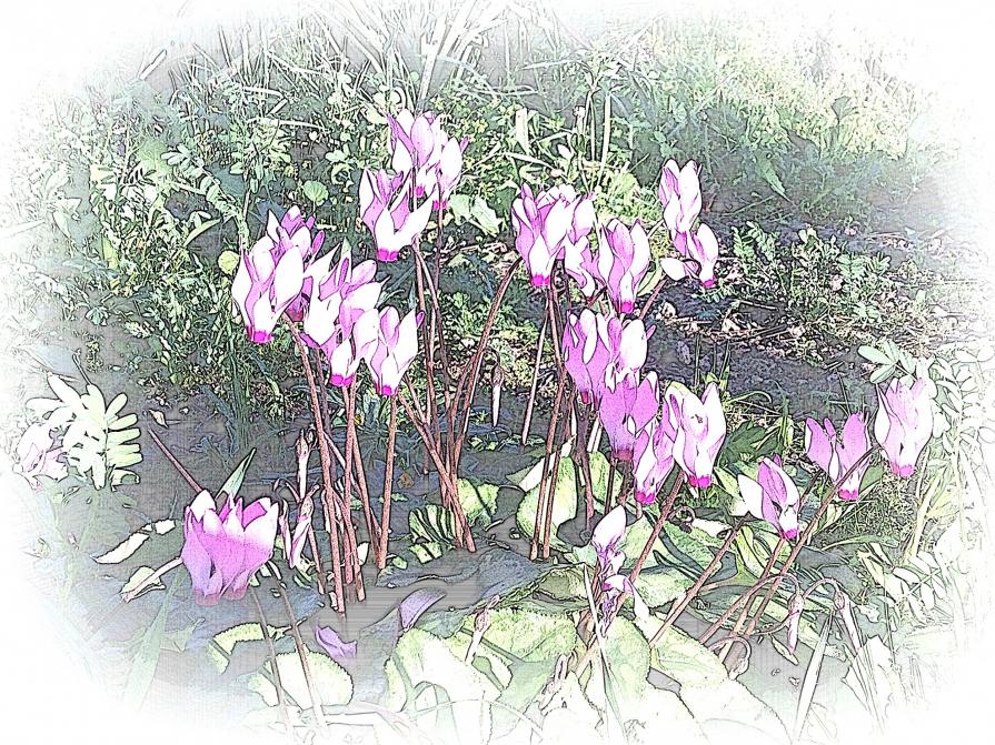 Cyclamen @  Winter 