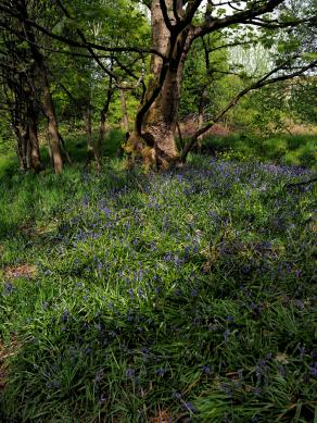 Spring in Lancashire