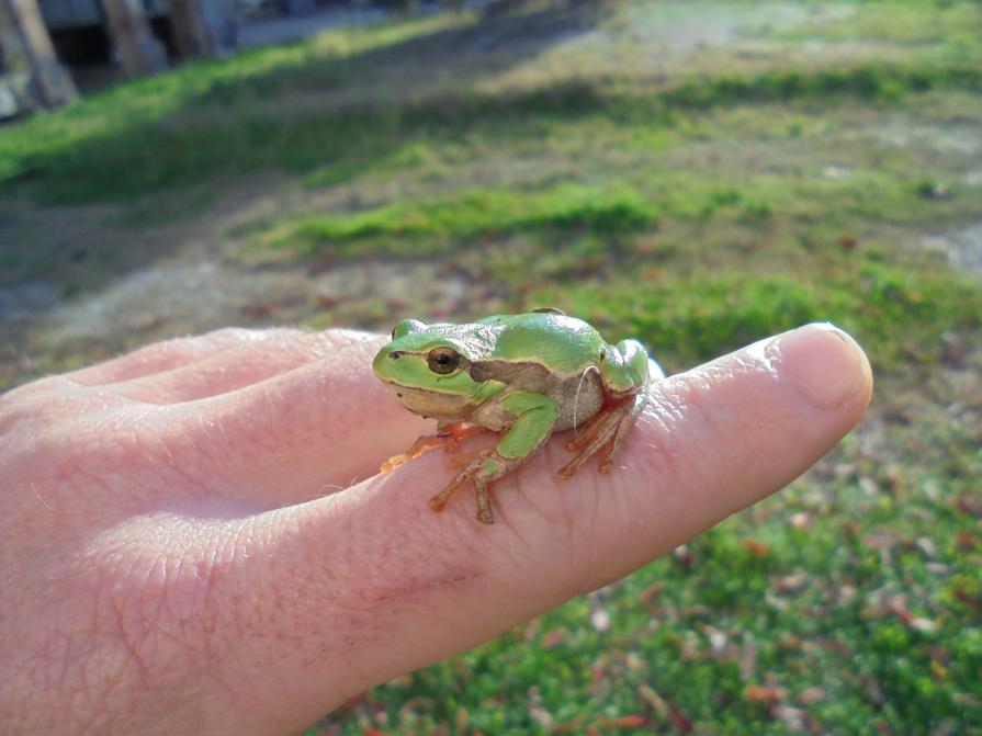 la mia amica verde