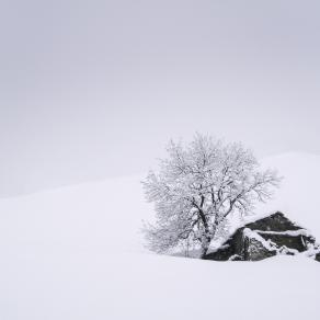 In the snow