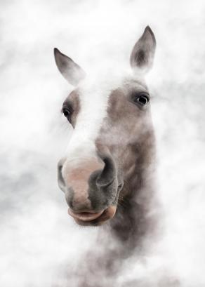 Horse Portrait