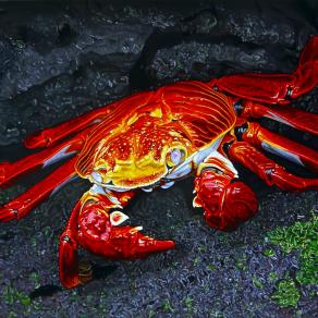 "SALLY LIGHTFOOT CRAB"