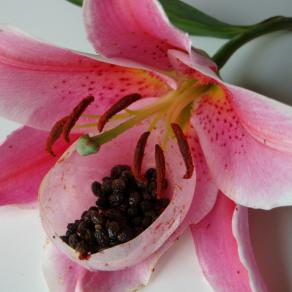 In-naturale_Lilium Cultivars “Acapulco” 2