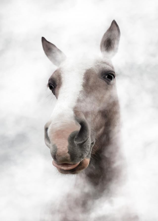 Horse Portrait - Small Edition