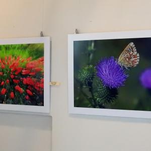 FIORI:LO SPETTACOLO DELLA NATURA 