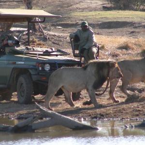 South Africa. Animals