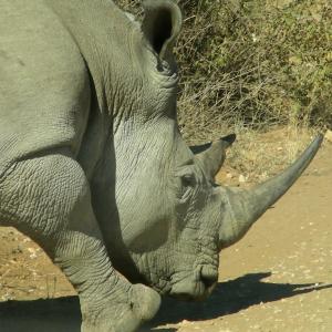 South Africa. Animals