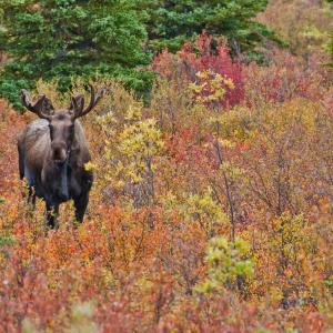 USA. Alaska 1/3. Life forms