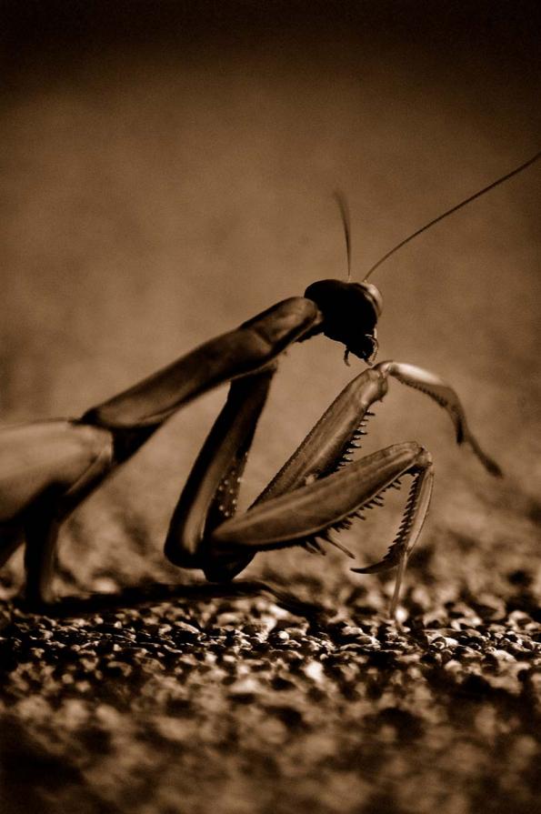 Mantis religiosa @2