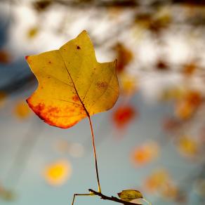 The autumn symmetry