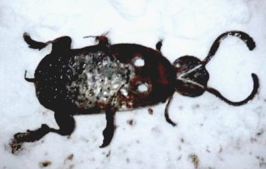 large beetle 