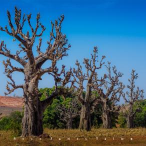 Baobab 01