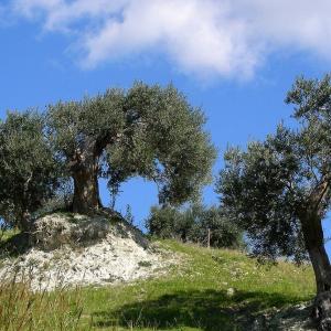 Italy. Calabria. Countryside