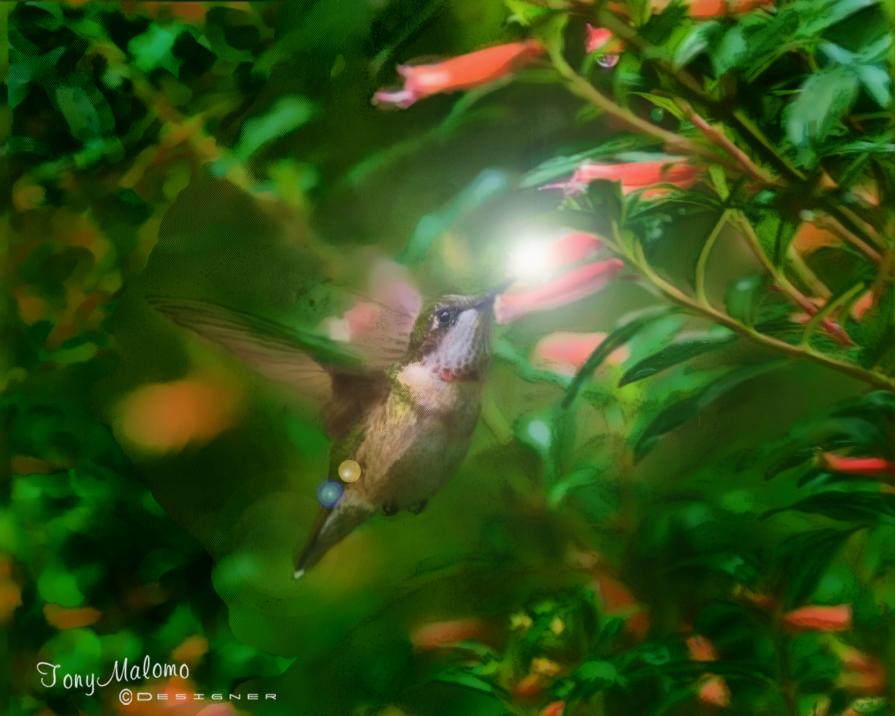 Colibrì (Digital Painting -Airbrushing style)