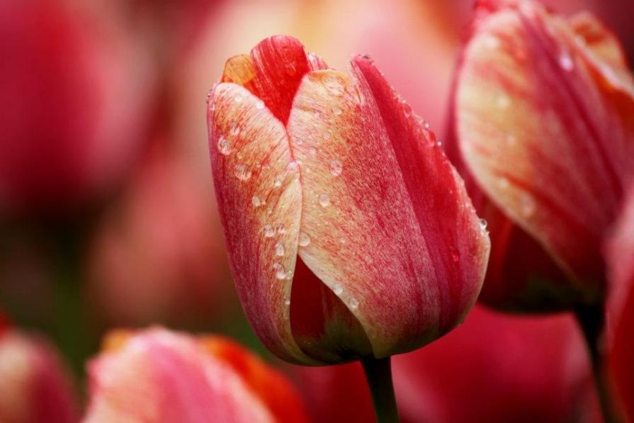 Red tulips