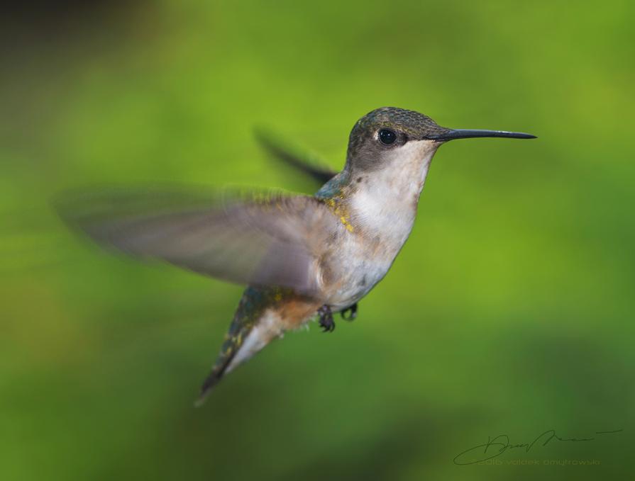 Hummingbird