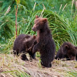 USA. Alaska 1/3. Life forms