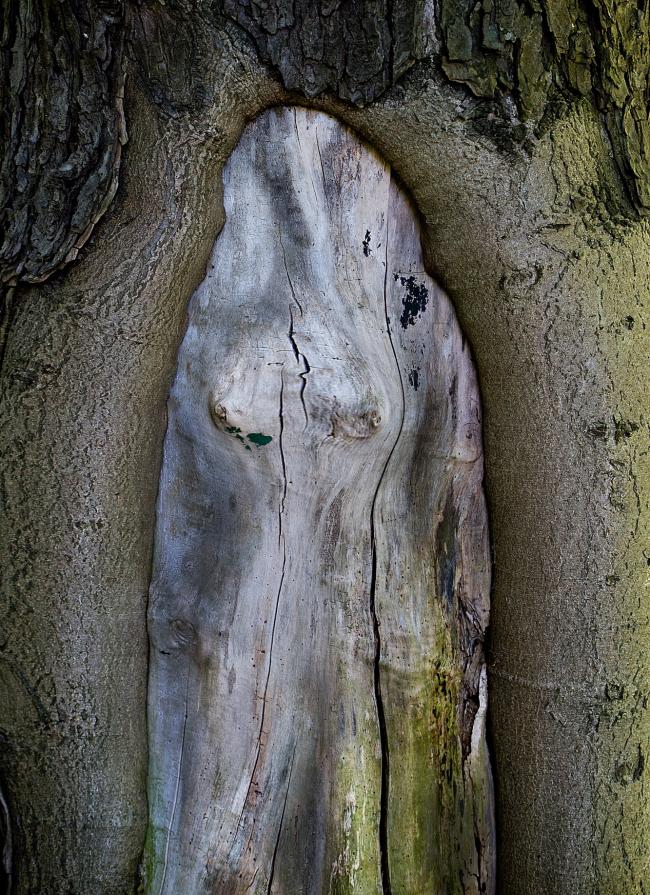 Dryads - tree spirits.