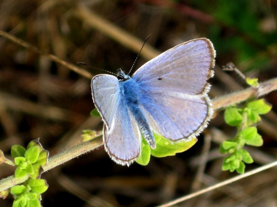 azzurra