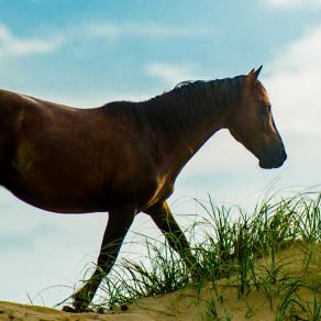 In the Dunes