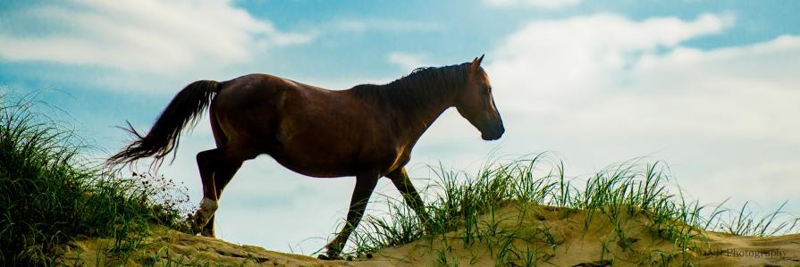 In the Dunes