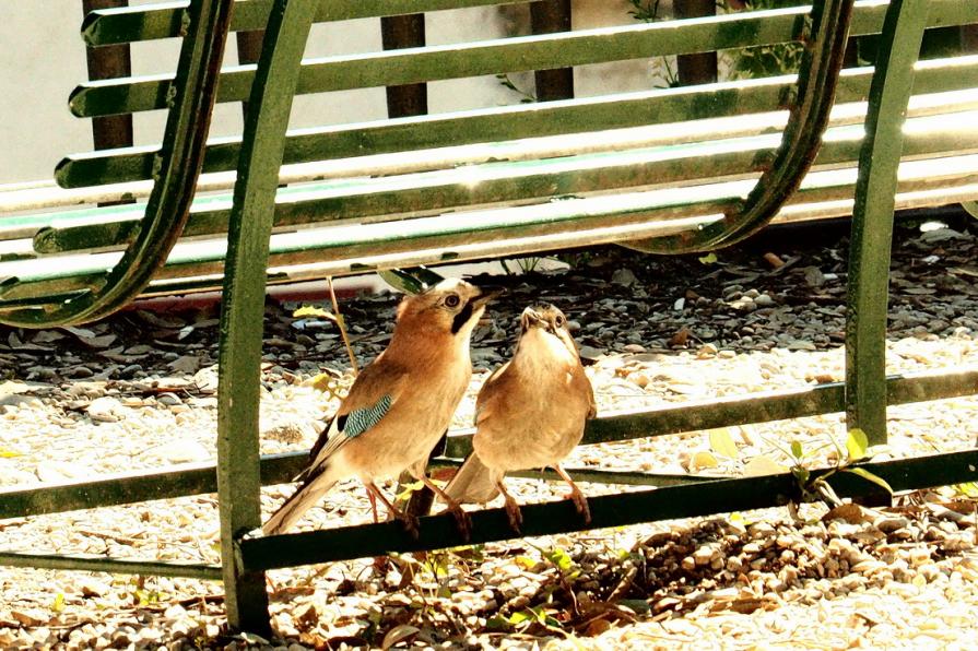 Piccole Ghiandaie innamorate (Garrulus glandarius L.) 