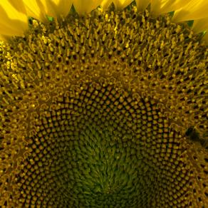 Girasole 