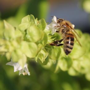 Ape su fiori di Basilicum