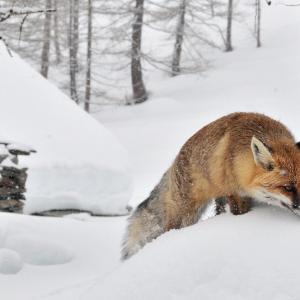 Italy. Val d'Aosta. White and his reflexes