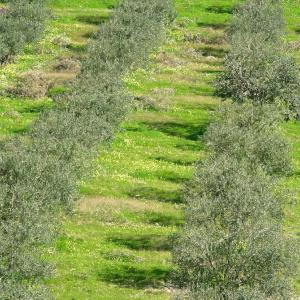 Italy. Calabria. Countryside