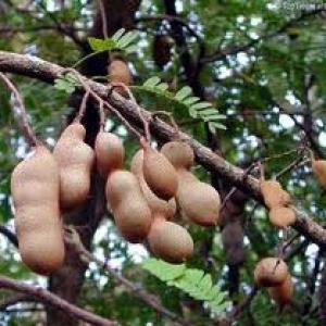 Wonders of Brazil - Fruits