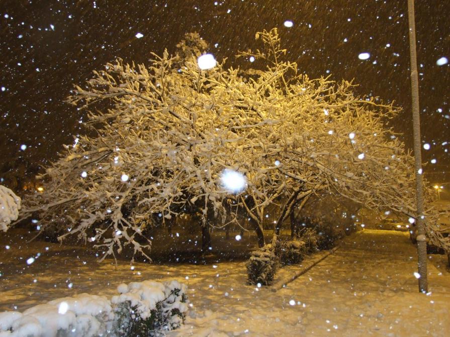 The tree in snow...