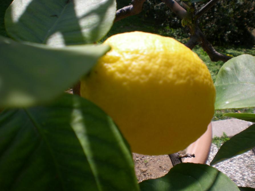 Limone