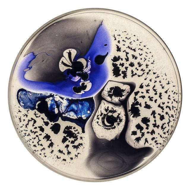 The Petri Dish Project - Butterfly Effect 1()