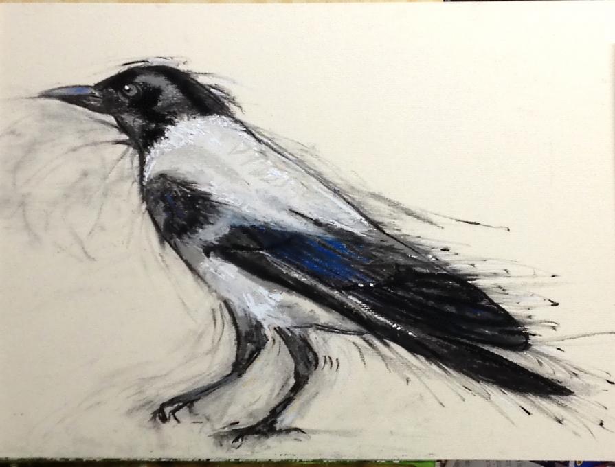 Hooded Crow #1