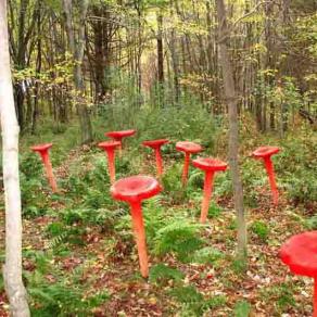 Chanterelles Rouges