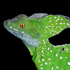 "BASILISCUS"