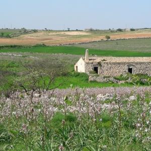 Italy. Puglia. Inland Bari