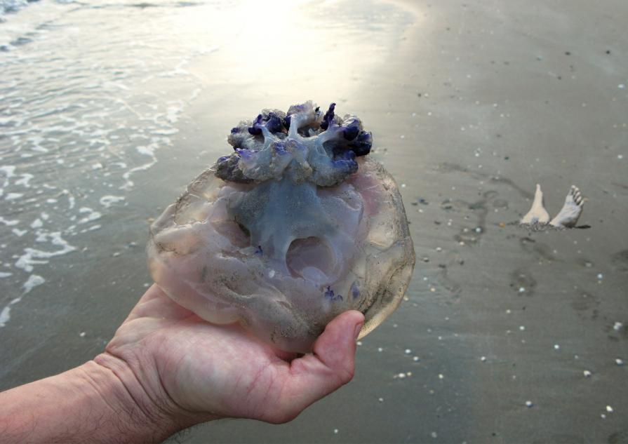 On the Beach I., from Unsettling Photographs series 