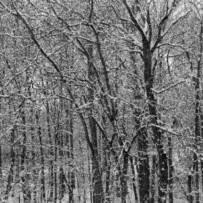 Winter Woods II