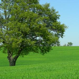 Italy. Puglia. Inland Bari