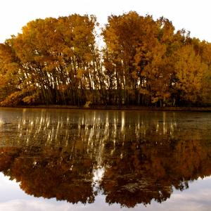 Water reflection