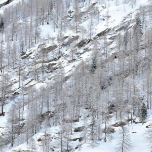 Italy. Val d'Aosta. White and his reflexes