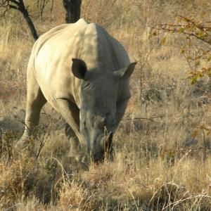 South Africa. Animals