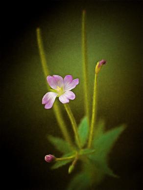 Flora Through The Lens