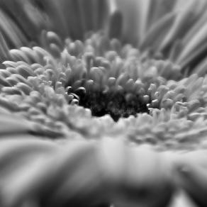 Flowers BW